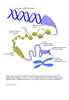 Chromosome